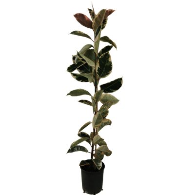 FICUS ELASTICA 'VARIEGATA' (VARIEGATED RUBBER PLANT OR VARIEGATED RUBBER TREE)