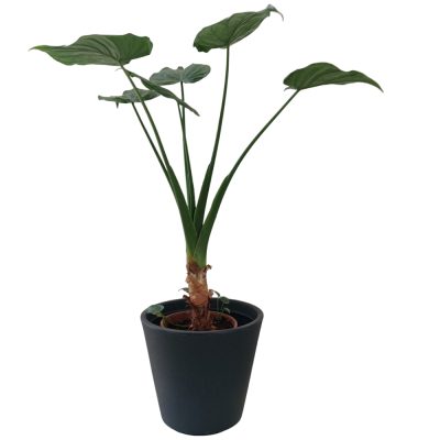 ALOCASIA CUCULLATA (CHINESE TARO OR CHINESE APE OR HOODED DWARF ELEPHANT EAR)