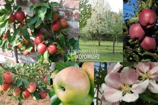 MALUS DOMESTICA(ΜΗΛΙΑ), Καρποφόρο δέντρο | Φυτώρια/Γεωπονικές Επιχειρήσεις Χορομίδης: γλάστρες, φυτά, καρποφόρα, αειθαλή, φυτοχώματα, λιπάσματα, εργαλεία και είδη κήπου | Horomidis Agronomic Corp. Flower pots, plants, garden utensils and supplies, evergreens, fruit trees, fertilizer, soil