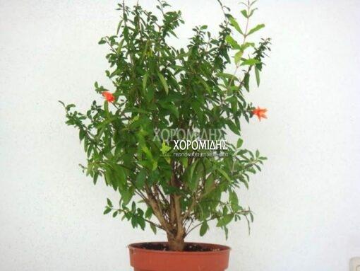 PUNICA GRANATUM NANA(ΡΟΔΙΑ NANA), Καρποφόρο δέντρο | Φυτώρια/Γεωπονικές Επιχειρήσεις Χορομίδης: γλάστρες, φυτά, καρποφόρα, αειθαλή, φυτοχώματα, λιπάσματα, εργαλεία και είδη κήπου | Horomidis Agronomic Corp. Flower pots, plants, garden utensils and supplies, evergreens, fruit trees, fertilizer, soil