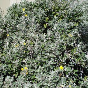 BRACHYCHITON PLATANIFOLIA-POPULNEUS (ΒΡΑΧΥΧΙΤΩΝ) Αειθαλή καλλωπιστικά δένδρα| Φυτώρια/Γεωπονικές Επιχειρήσεις Χορομίδης: γλάστρες, φυτά, καρποφόρα, αειθαλή, φυτοχώματα, λιπάσματα, εργαλεία και είδη κήπου | Horomidis Agronomic Corp. Flower pots, plants, garden utensils and supplies, evergreens, fruit trees, fertilizer, soil